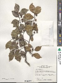 Celtis sinensis image