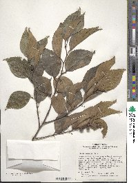 Celtis sinensis image