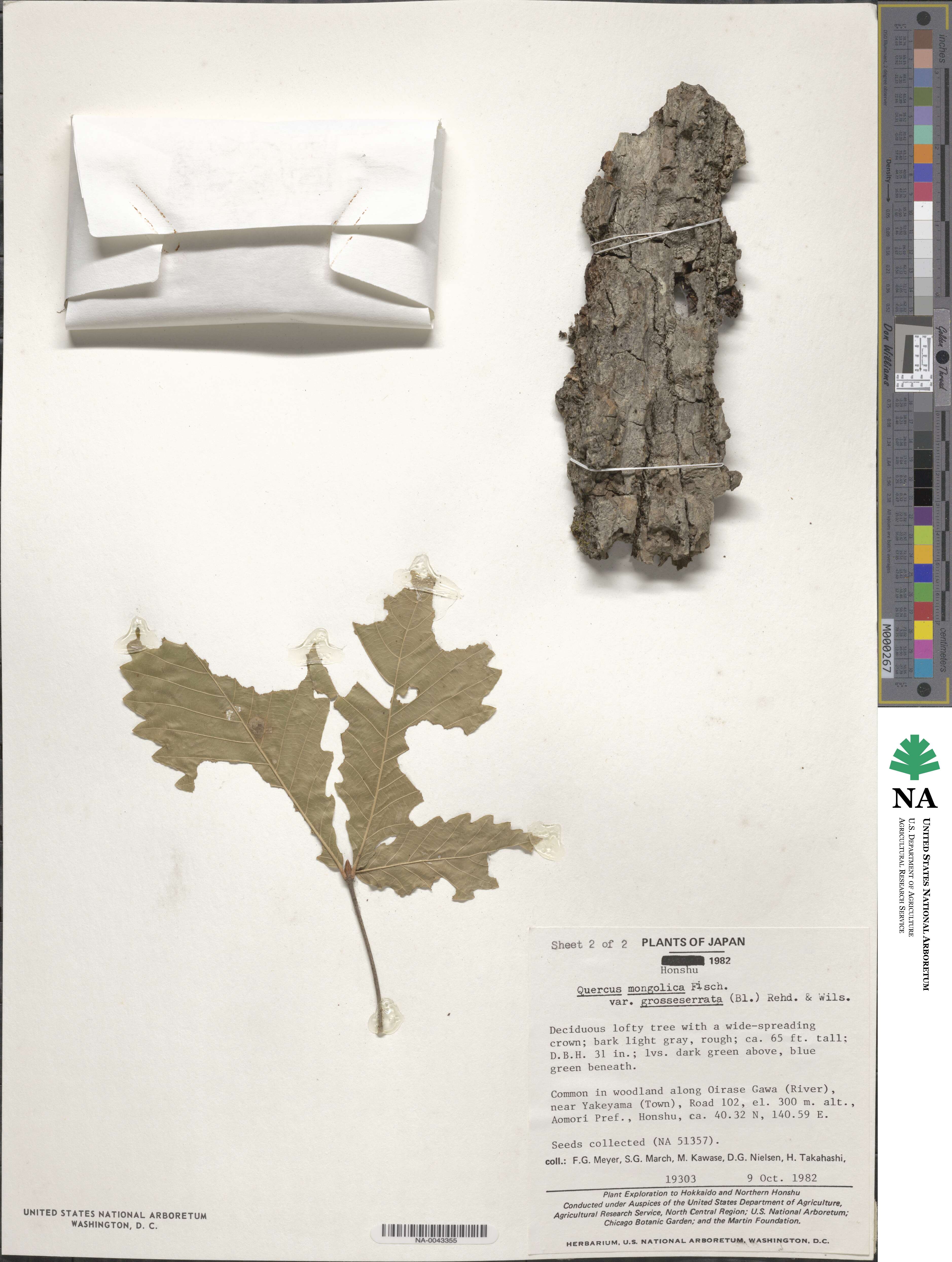 Quercus mongolica var. crispula image