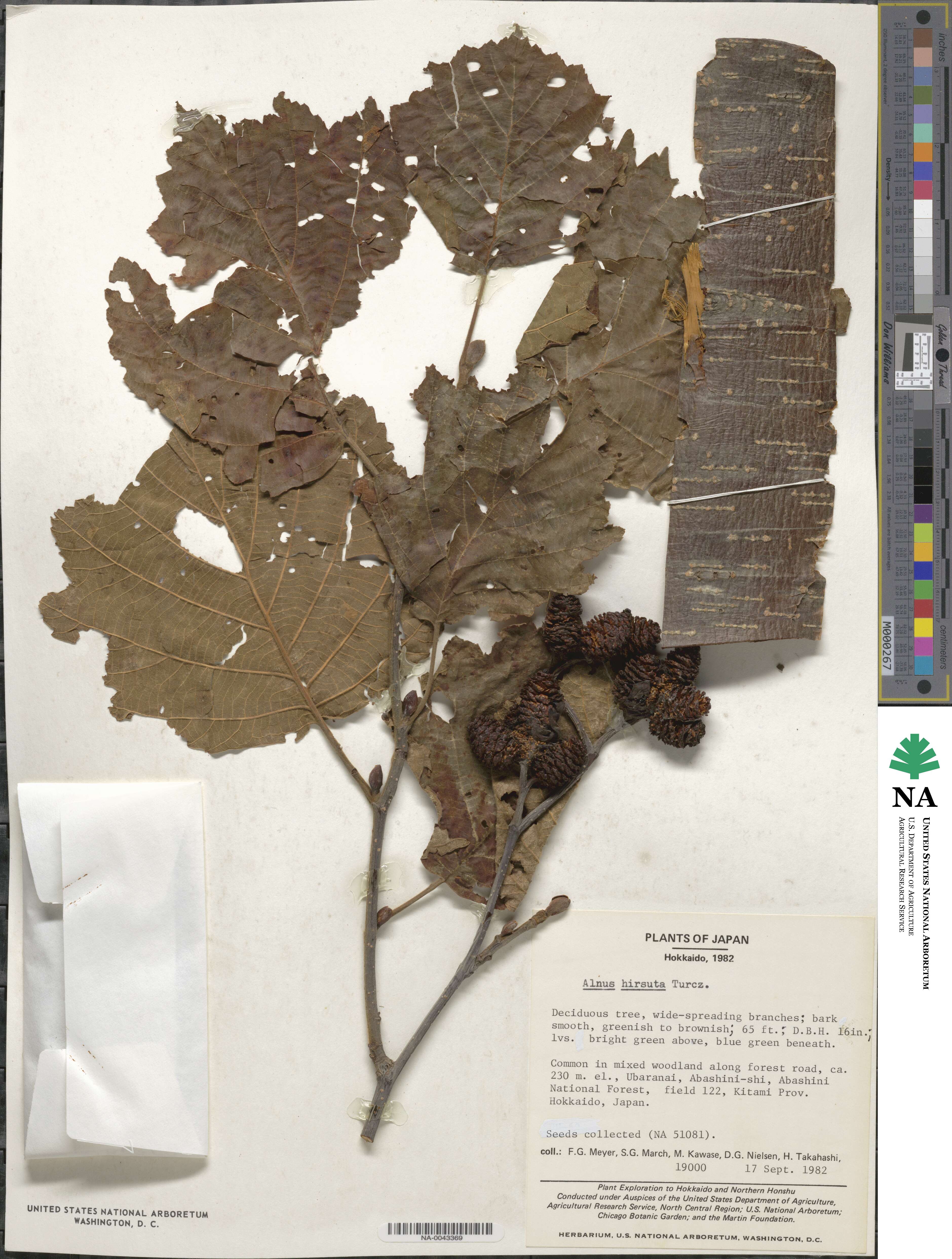 Alnus hirsuta image