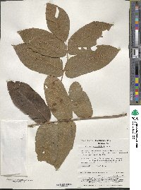 Image of Juglans ailantifolia