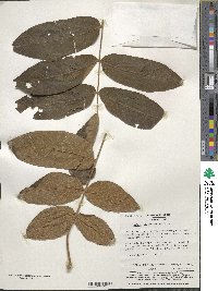 Juglans ailantifolia image