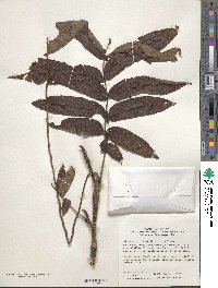 Image of Pterocarya rhoifolia