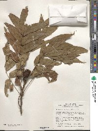 Platycarya strobilacea image