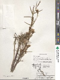 Aster tripolium image