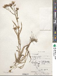 Aster tripolium image