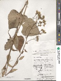 Aster scaber image