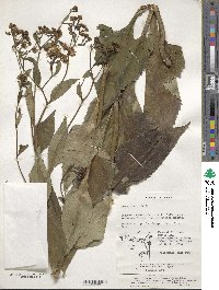 Aster scaber image