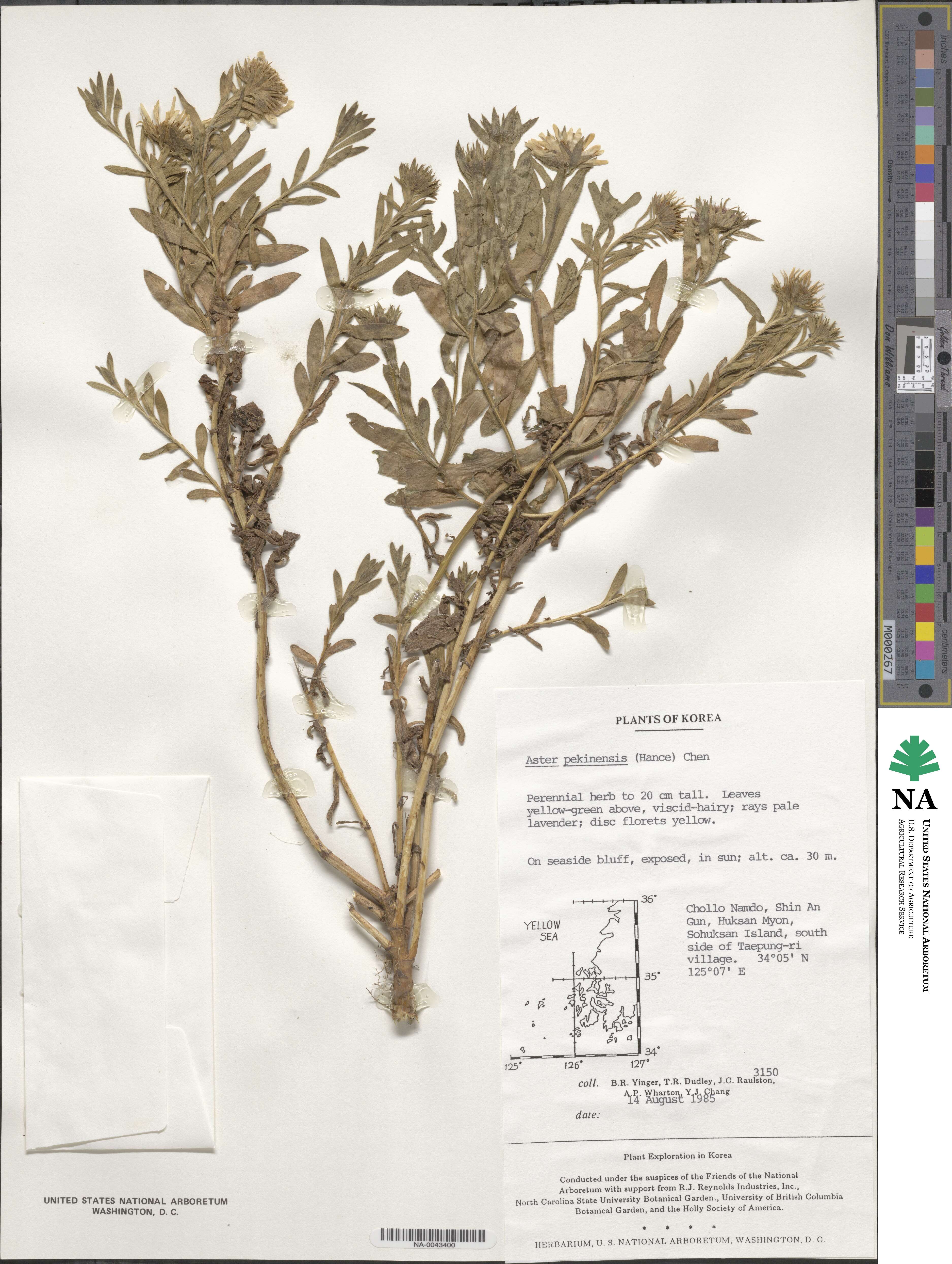 Kalimeris integrifolia image