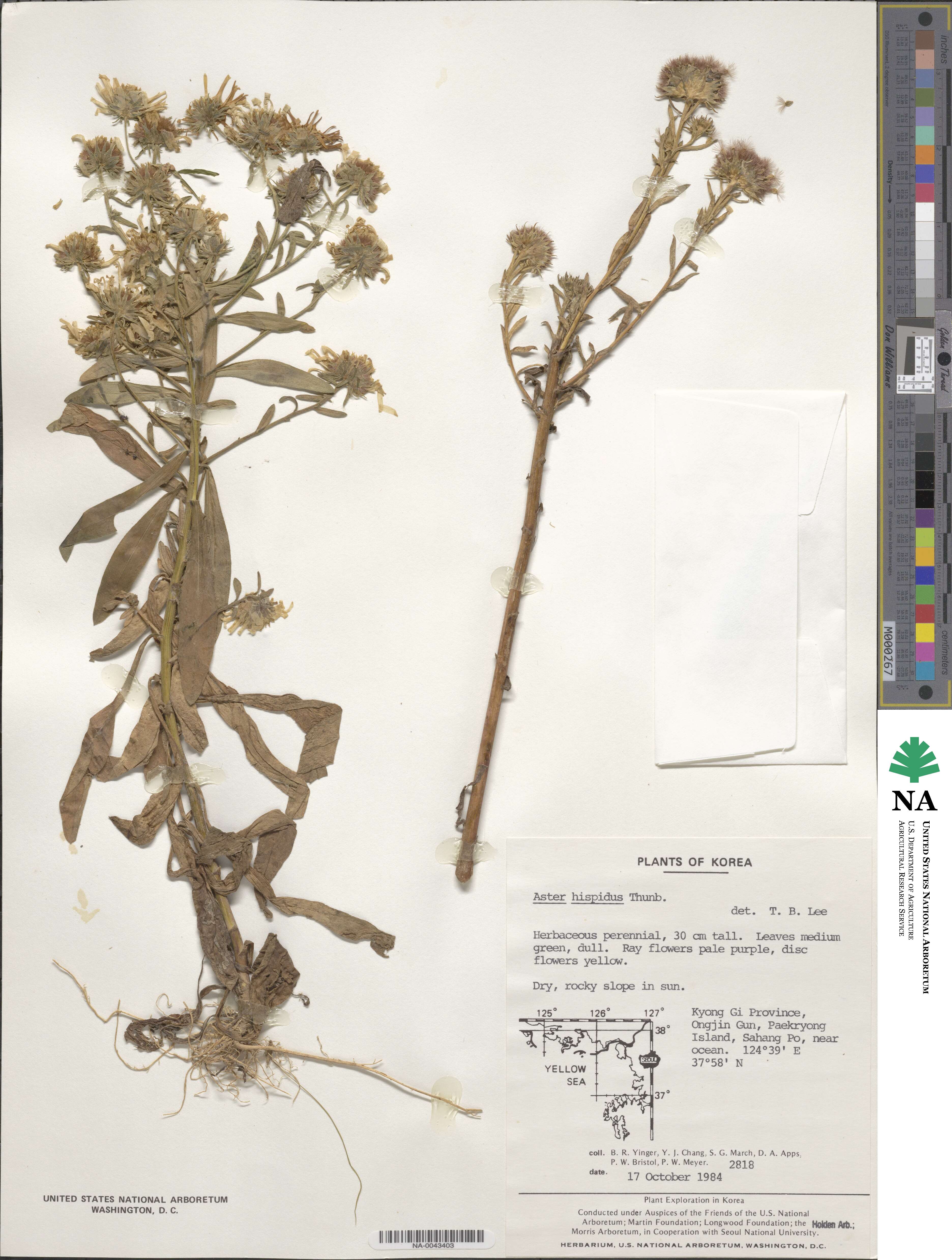 Aster hispidus image
