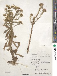 Image of Aster hispidus