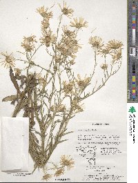 Aster hispidus image