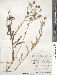 Aster hispidus image