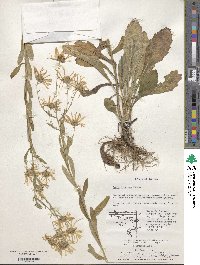 Aster hispidus image