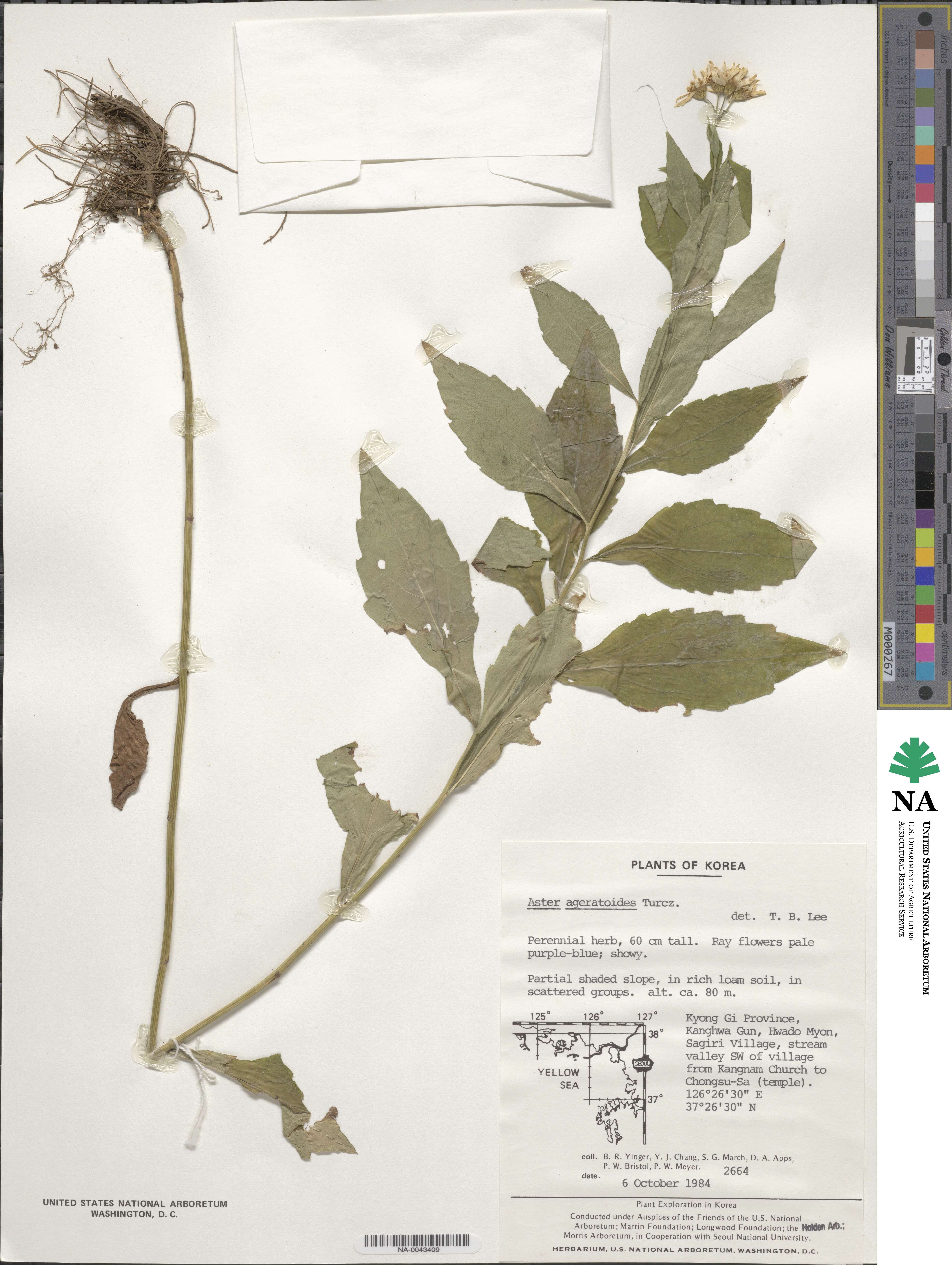 Aster ageratoides image