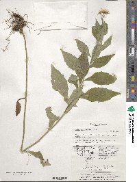 Aster ageratoides image