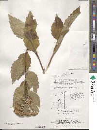 Aster ageratoides image