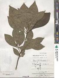 Image of Lindera sericea