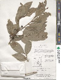 Lindera sericea image