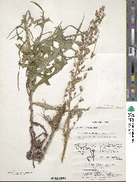 Lactuca sibirica image