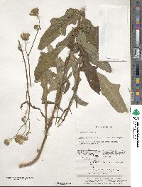 Sonchus brachyotus image