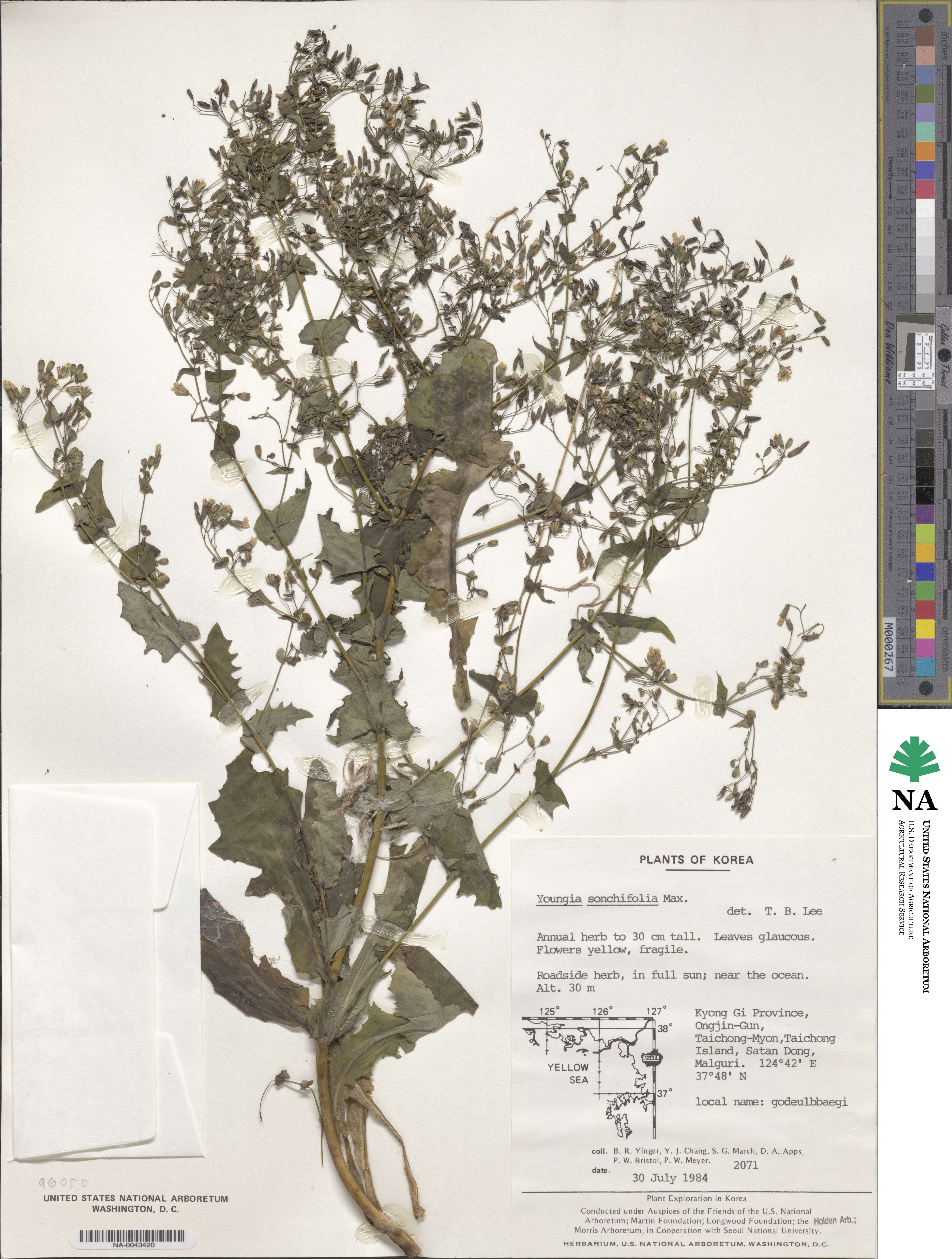 Crepidiastrum sonchifolium subsp. sonchifolium image