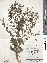 Crepidiastrum sonchifolium subsp. sonchifolium image