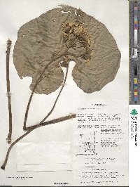 Farfugium japonicum image