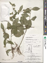 Carpesium abrotanoides image