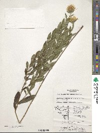 Pentanema salicinum image