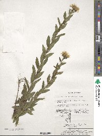 Pentanema salicinum subsp. salicinum image