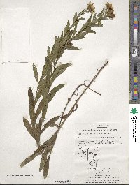 Pentanema salicinum subsp. salicinum image