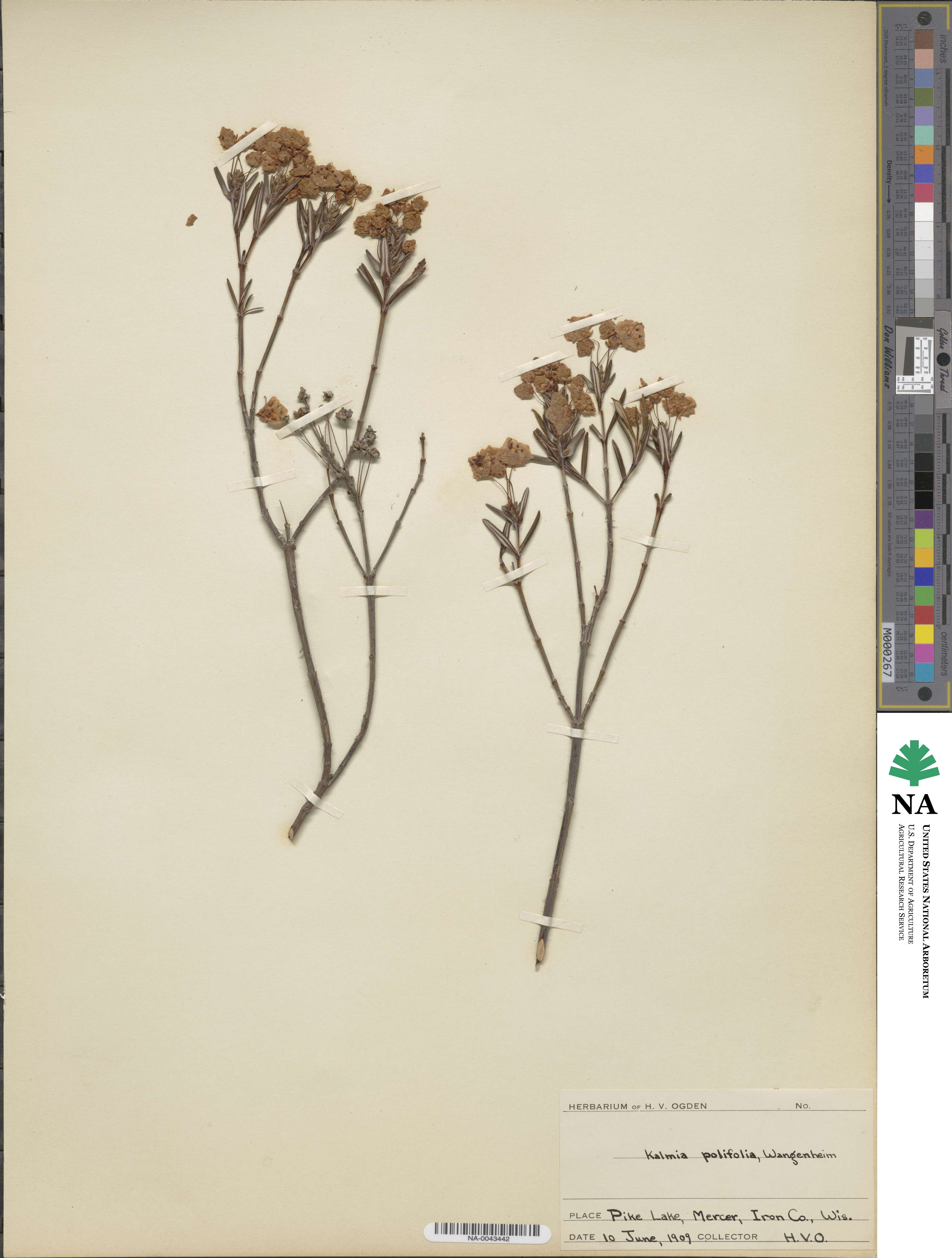 Kalmia polifolia image