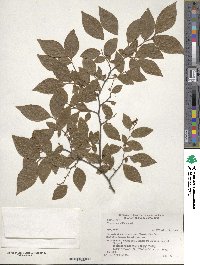 Vaccinium oldhamii image