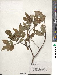 Vaccinium smallii image