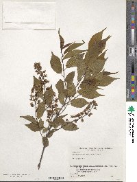 Prunus grayana image