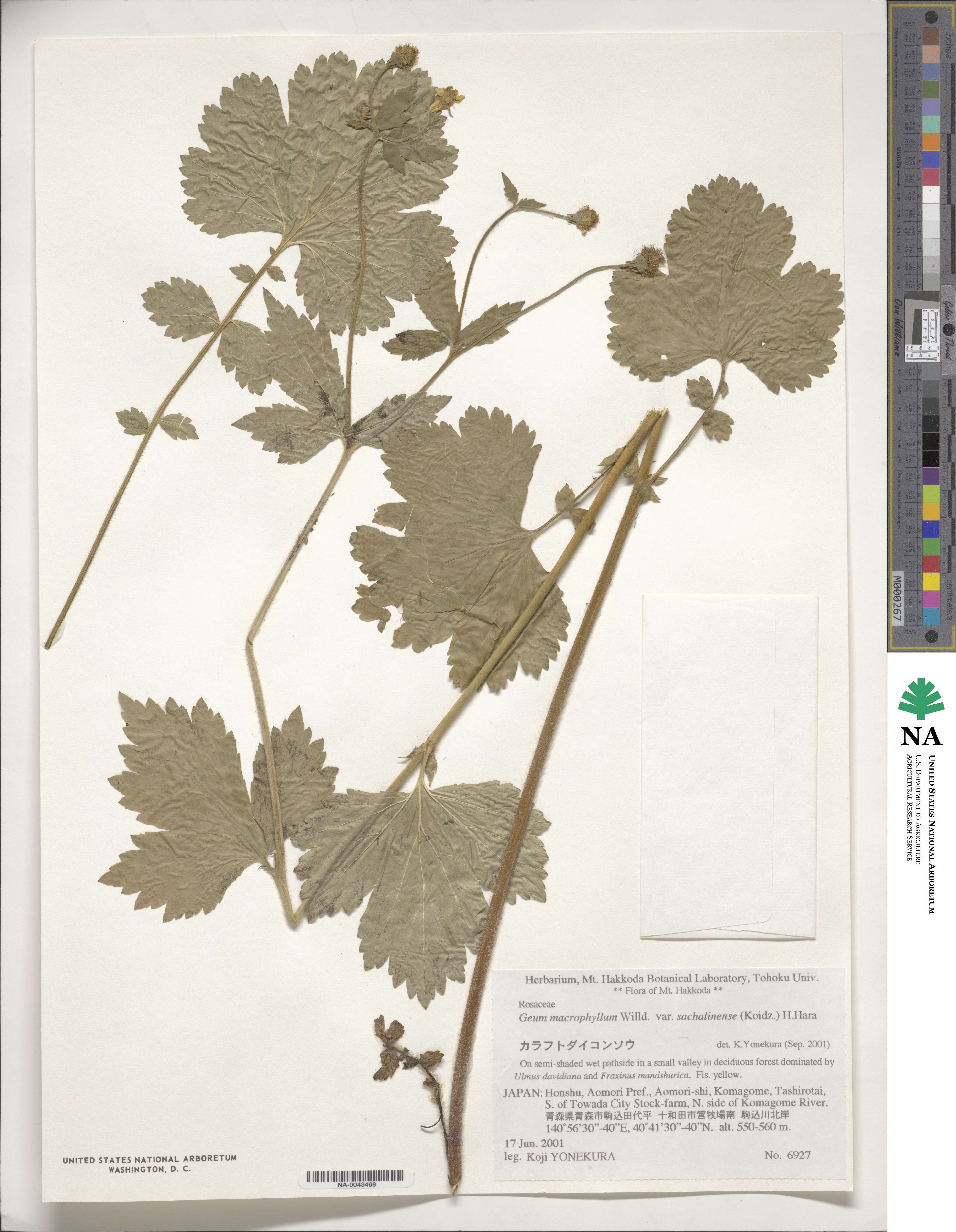 Geum macrophyllum var. sachalinense image
