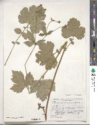 Geum macrophyllum image