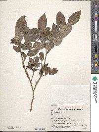 Vaccinium japonicum image