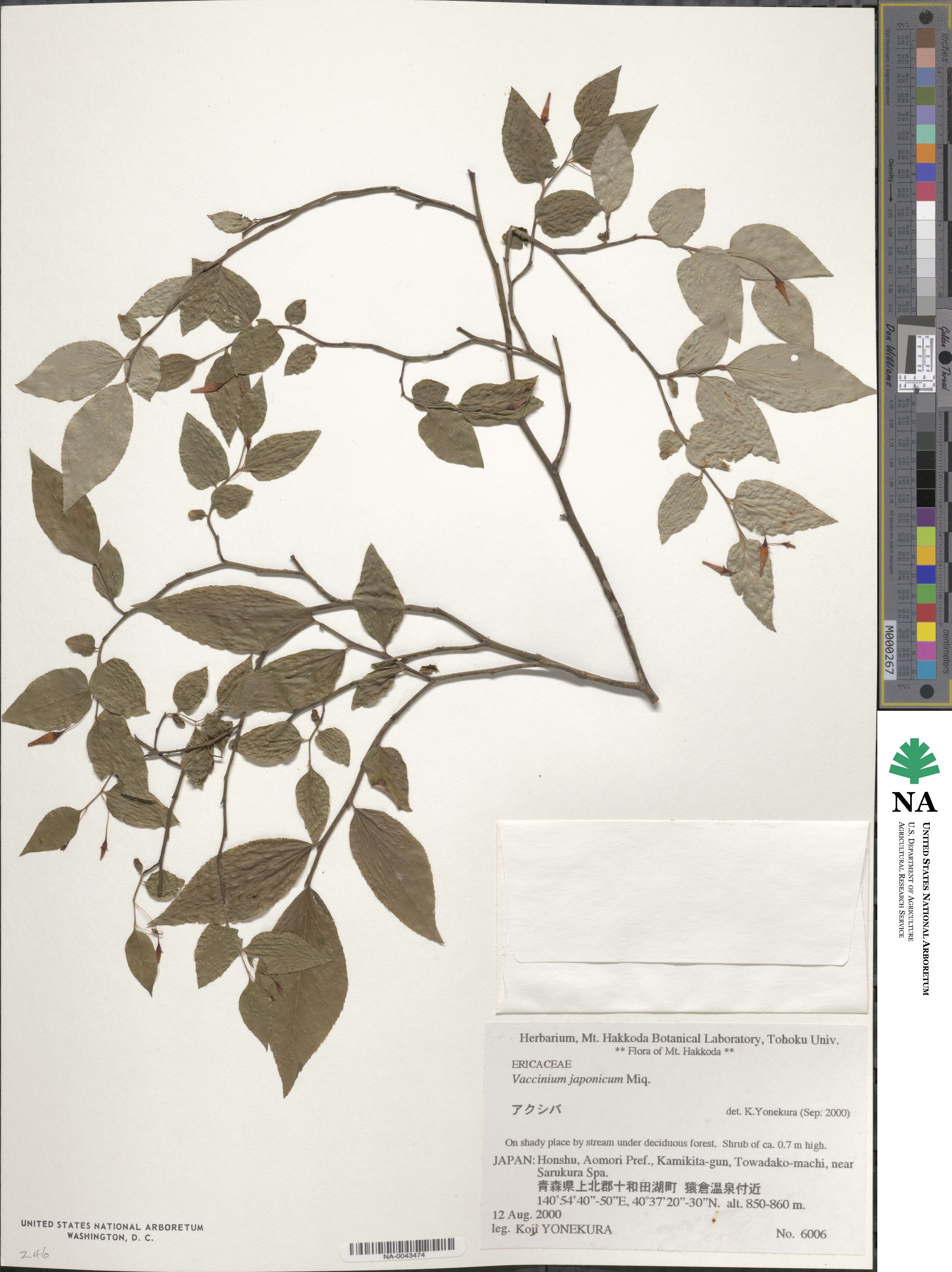 Vaccinium japonicum image