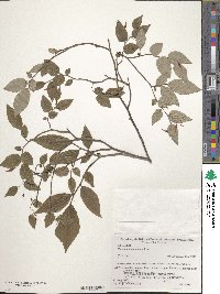 Vaccinium japonicum image