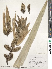 Pandanus tectorius image