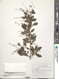 Duranta erecta image