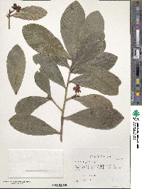 Ochna atropurpurea image