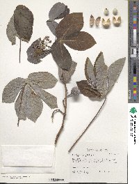 Manihot carthagenensis subsp. glaziovii image