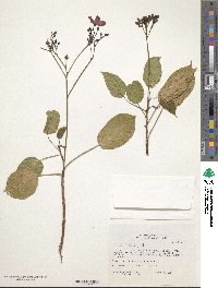 Jatropha integerrima image