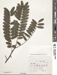 Cassia grandis image