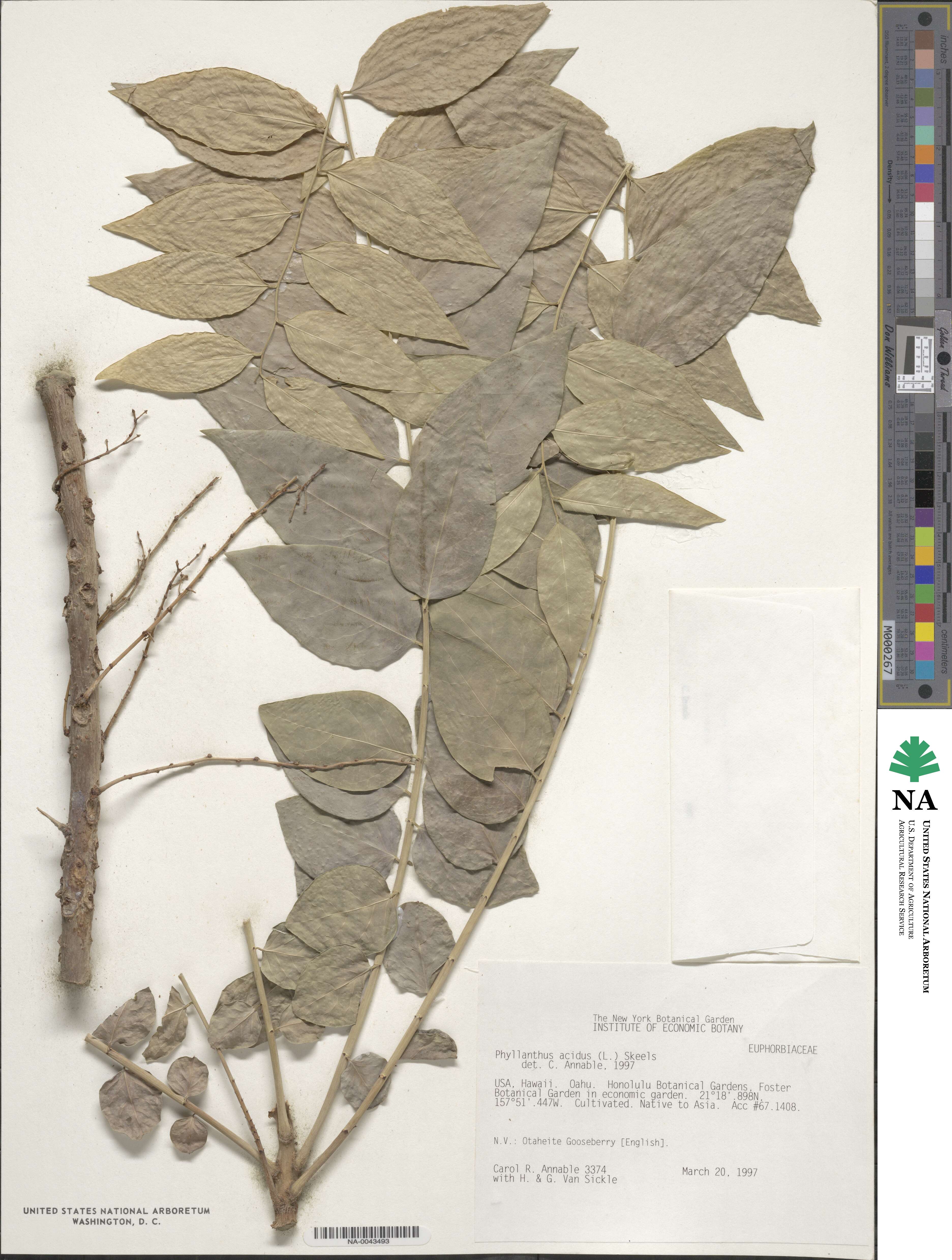 Phyllanthus acidus image