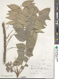 Image of Phyllanthus acidus