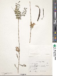 Poitea carinalis image